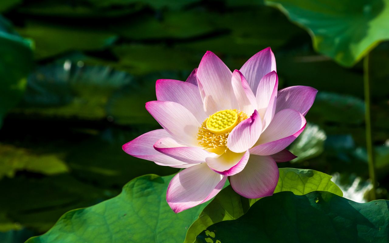 山清水（shuǐ）澈（chè）始於（yú）信 化汙為蓮踐（jiàn）於行